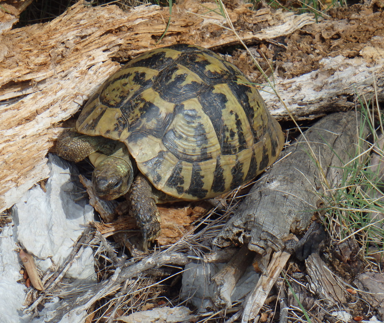 Tortoise